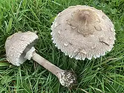 Macrolepiota rhodosperma