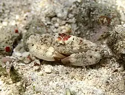 Macromedaeus nudipes