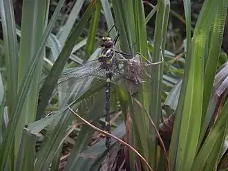 Description de cette image, également commentée ci-après
