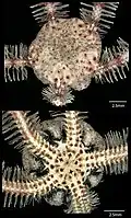 Macrophiothrix demessa