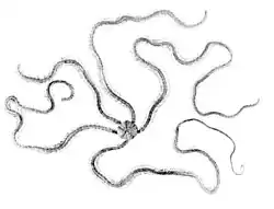 Macrophiothrix elongata