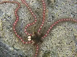 Macrophiothrix oliveri