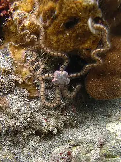 Macrophiothrix propinqua