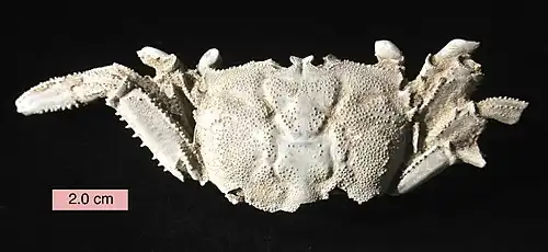 Macrophthalmus latreillei (fossile)