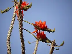 Inflorescences (Inde)