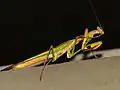 Polyspilota aeruginosa (Parc national Kruger, Afrique du Sud)