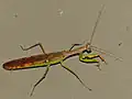 Polyspilota aeruginosa (Parc national Kruger, Afrique du Sud)
