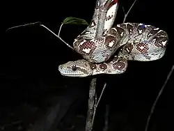 Sanzinia madagascariensis