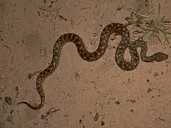 Madagascarophis colubrinus.