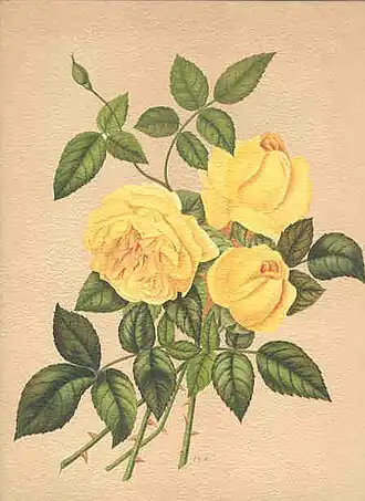 Image illustrative de l’article Madame Eugène Verdier