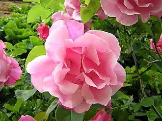 Image illustrative de l’article Madame Grégoire Staechelin