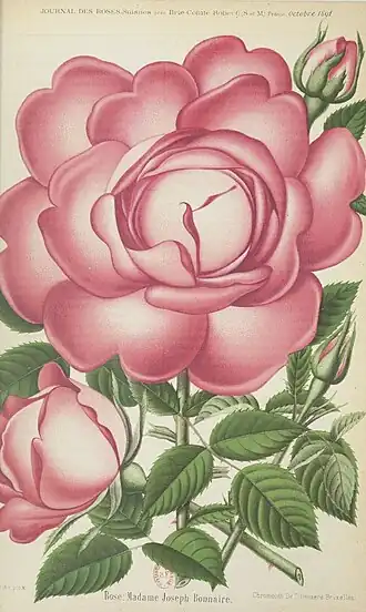 Image illustrative de l’article Madame Joseph Bonnaire