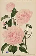 'Madame Philémon Cochet' (1887)