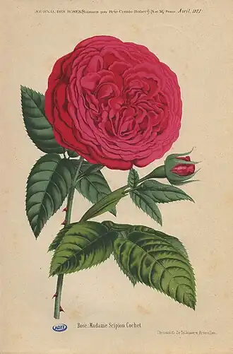 Image illustrative de l’article Madame Scipion Cochet