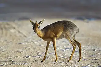 Dik-dik de Kirk (Madoqua kirkii).