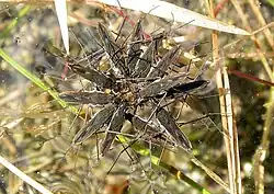 Rassemblement de Gerridae autour d'une proie (Valle Maggia, Suisse)