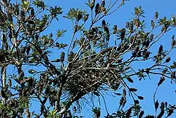 Nid dans un arbre, vu depuis le bas (en contre-plongée), massif et constitué de branchettes entremêlées.