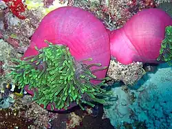 La grosse anémone tropicale Heteractis magnifica peut se refermer comme un sac pour protéger ses organes des menaces.