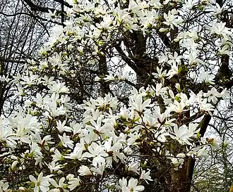 Description de l'image Magnolia cylindrica 2 Botanical Garden Heidelberg.JPG.