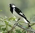 Gralline pie (Grallina cyanoleuca)