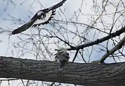 Un gros martin-pêcheur sable sur une branche. Au-dessus un cassican en vol de face se dirige vers lui le bec ouvert.