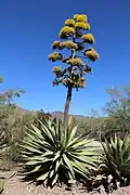 Agave sp.