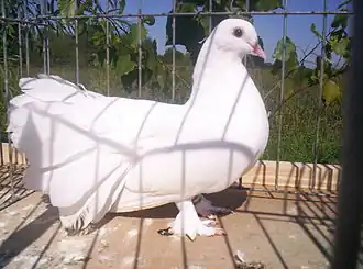 Queue de Paon Hongrois.