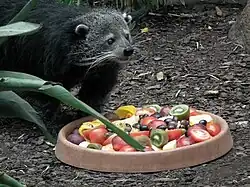 Un binturong de zoo devant un plat de légumes et de fruits (kiwis, tomates, olives…)