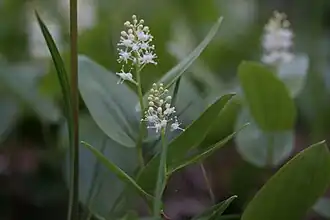 Maianthemum canadense Desfontaines. — Maïanthème du Canada.