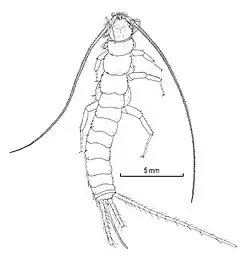 Maindronia bashagardensis (Maindroniidae)