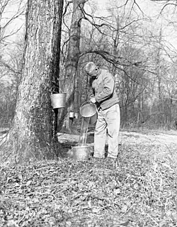 Image illustrative de l’article Miracles on Maple Hill