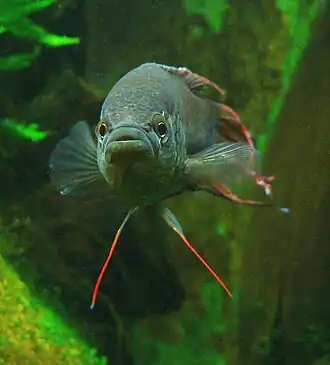 Description de l'image Makropode Quang Binh-Makropode 060114 1111.jpg.