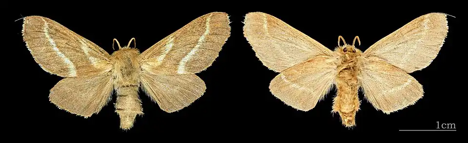 Malacosoma castrense