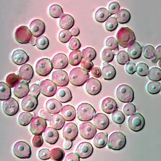 Description de l'image Malassezia globosa (14739397530).jpg.