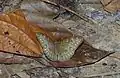 Vicomte malais tanaecia pelea (Nymphalidae)