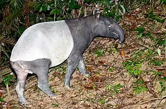 Tapir de Malaisie.