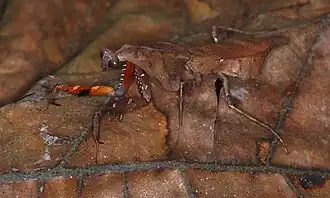 Deroplatys lobata