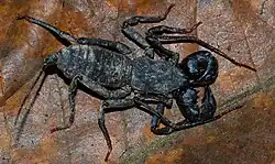 Thelyphonus