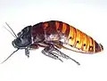 Mâle Gromphadorhina portentosa