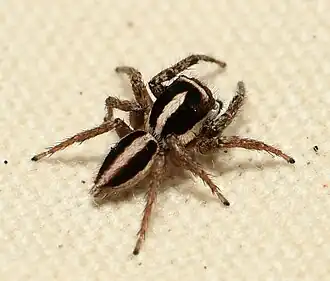 Description de l'image Male Leptofreya ambigua 117658884.jpg.