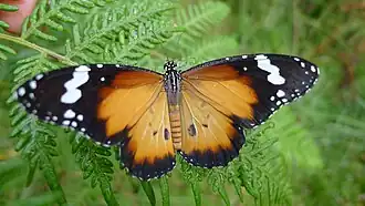 Danaus petilia