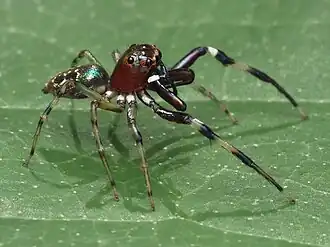 Description de l'image Male Sidusa - 53511108456.jpg.