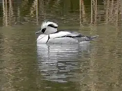 Mâle de Harle piette.