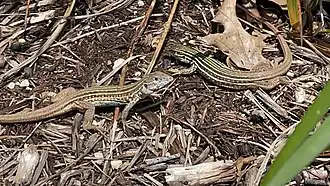 Description de l'image Male and Female Aspidoscelis laredoensis.jpg.