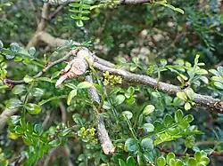 Fleur mâle de Zanthoxylum beecheyanum var. alatum