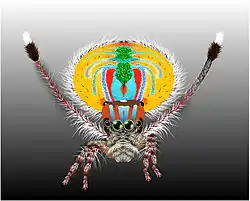 Mâle de Maratus volans en parade nuptiale