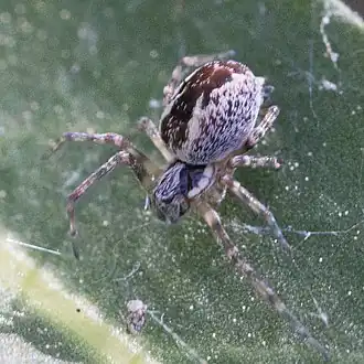 Description de l'image Mallos pallidus.jpg.