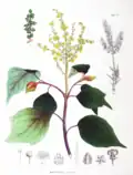 Mallotus japonicus. Planche de livre Flora Japonica (1834), Sectio Prima (Tafelband), 1870, par Philipp Franz von Siebold et Joseph Gerhard Zuccarini.