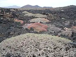 Les Euphorbia balsamifera, colonisent le Malpais.