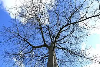 Arbre en hiver